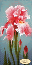 Схема вышивки бисером на атласе  Садовые зарисовки. Розовый ирис Tela Artis (Тэла Артис) ТМ-127