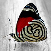 Набор для выкладки алмазной мозаикой Яркая бабочка