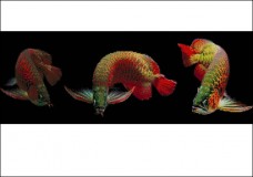 Схема вышивки бисером на атласе Рыбки Карпы Эдельвейс ДС-11