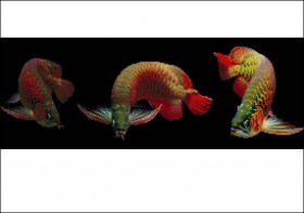 Схема вышивки бисером на атласе Рыбки Карпы Эдельвейс ДС-11 - 263.00грн.