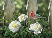 Набір для викладки алмазної мозаїкою Птах на садових трояндах