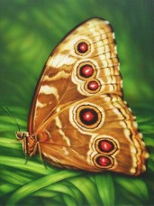 Набор для выкладки алмазной мозаикой Бабочка Монарх DIAMONDMOSAIC DM-176