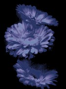 Схема вишивки бісером на габардині Квіти