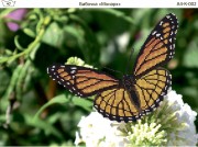 Схема для вышивки бисером на габардине Бабочка Монарх