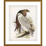 Набор для вышивки нитками на канве с фоновым изображением Гордые птицы 