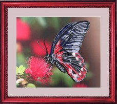 Рисунок на ткани для вышивки бисером Бабочка Баттерфляй (Butterfly) СА103