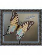 Набор для вышивки бисером на прозрачной основе Бабочка Парусник Протесилай