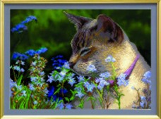 Схемы для вышивания бисером на авторской канве Кошка в траве Чарiвна мить (Чаривна мить) СБ-227