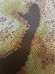 Схема вышивки бисером на габардине Погляд Вовчиці полная зашивка Эдельвейс А-2-027+
