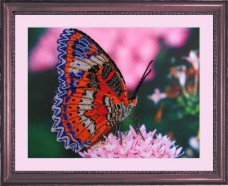 Рисунок на атласе для вышивки бисером Бабочка Баттерфляй (Butterfly) СА102