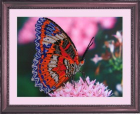 Рисунок на атласе для вышивки бисером Бабочка Баттерфляй (Butterfly) СА102 - 101.00грн.