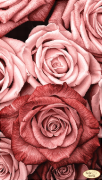 Схема для вишивания бисером на атласе Пудровые розы