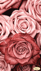 Схема для вишивания бисером на атласе Пудровые розы Tela Artis (Тэла Артис) ТА-452 - 138.00грн.
