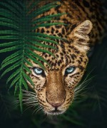 Схема вышивки бисером на атласе Ягуар в джунглях