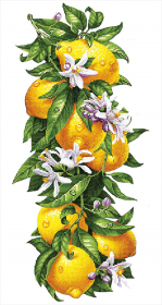 Схема вышивки бисером на габардине Сочные лимоны  Tela Artis (Тэла Артис) ТК-097 - 195.00грн.