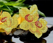 Рисунок на ткани для вышивки бисером Желтая орхидея