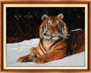 Рисунок на ткани для вышивки бисером Тигр