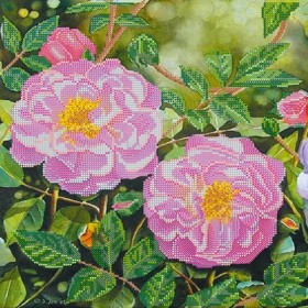 Рисунок на ткани для вышивки бисером Плетистая роза